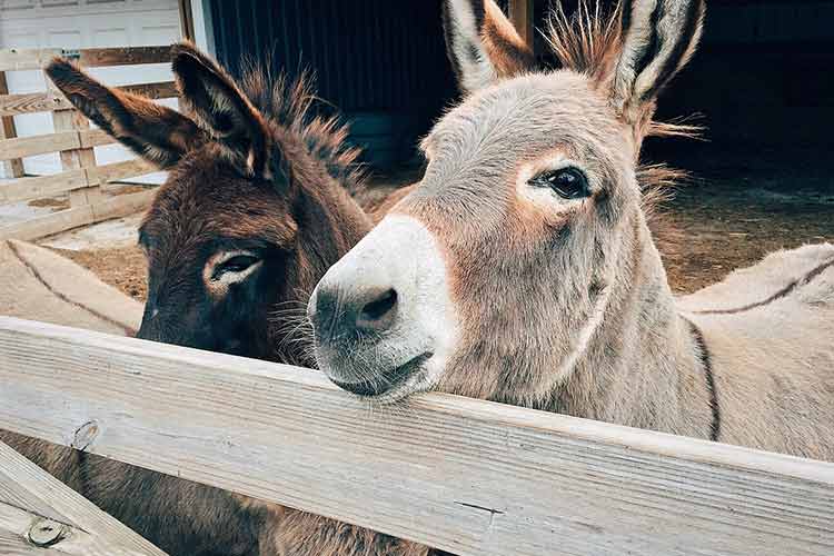 automatic-milk-analyser