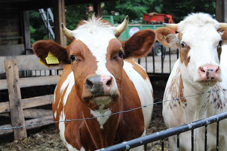 best-milk-analyzer-in-the-world