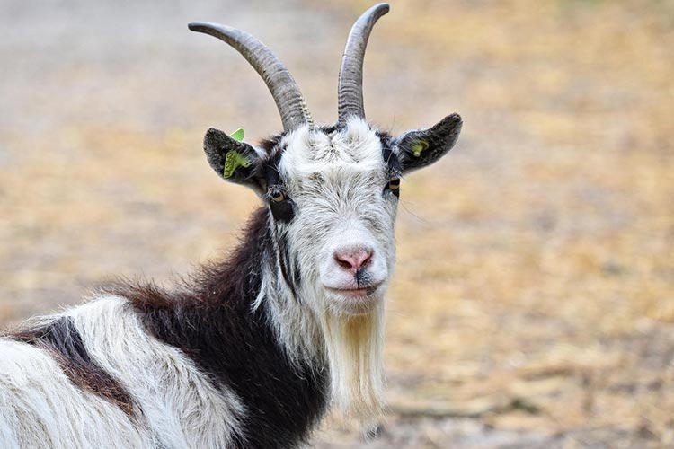 best-milk-fat-testing-machine