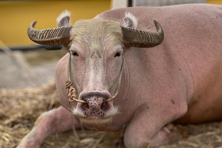 cow-milk-fat-testing-machine