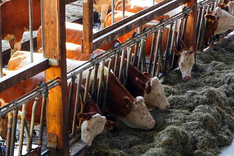 fat-testing-machine-milk