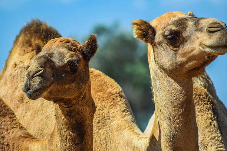 milk-fat-testing-machine-for-dairy