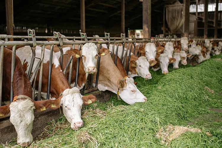 portable-milk-analyzer